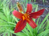 Fleur vivace - Hmrocalle rouge