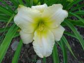 Fleur vivace - Hmrocalle blanche
