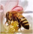 Cire d'abeille pour l'artisanat des bois
