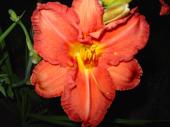 Fleur vivace - Hmrocalle orang