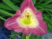 Fleur vivace - Hmrocalle mauve