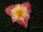 Fleur vivace - Hmrocalle rouge