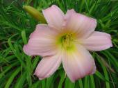 Fleur vivace - Hmrocalle lilas