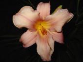 Fleur vivace - Hmrocalle rose