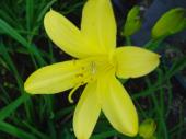 Fleur vivace - Hmrocalle jaune