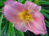 Fleur vivace - Hmrocalle lilas