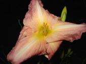 Fleur vivace - Hmrocalle pche