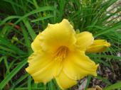 Fleur vivace - Hémérocalle jaune