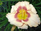 Fleur vivace - Hémérocalle blanche et rose