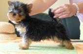 Bbs Yorkshire Terrier Pure Race inscrits au CKC