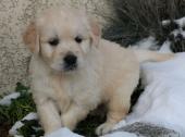 Magnifiques Chiots Golden Retriever Pure Race