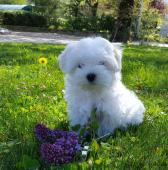 Chiots Bichon Maltais