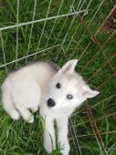 Bebe chiot husky siberien