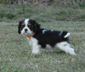 Chiots Cavaliers King Charles a donner