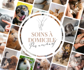 Soins  domicile pour animaux  territoire de la petite nation et Gatineau