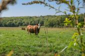 Newport (Estrie) : Terre  bois de 98 acres, fort mixte, idal pour la chasse, chemin forestier